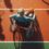 Sport et handicap : Un droit pour tous